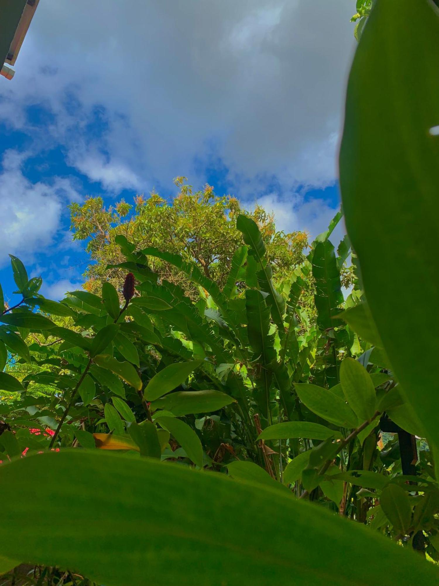 Le Petit Paradis Roseau Zewnętrze zdjęcie