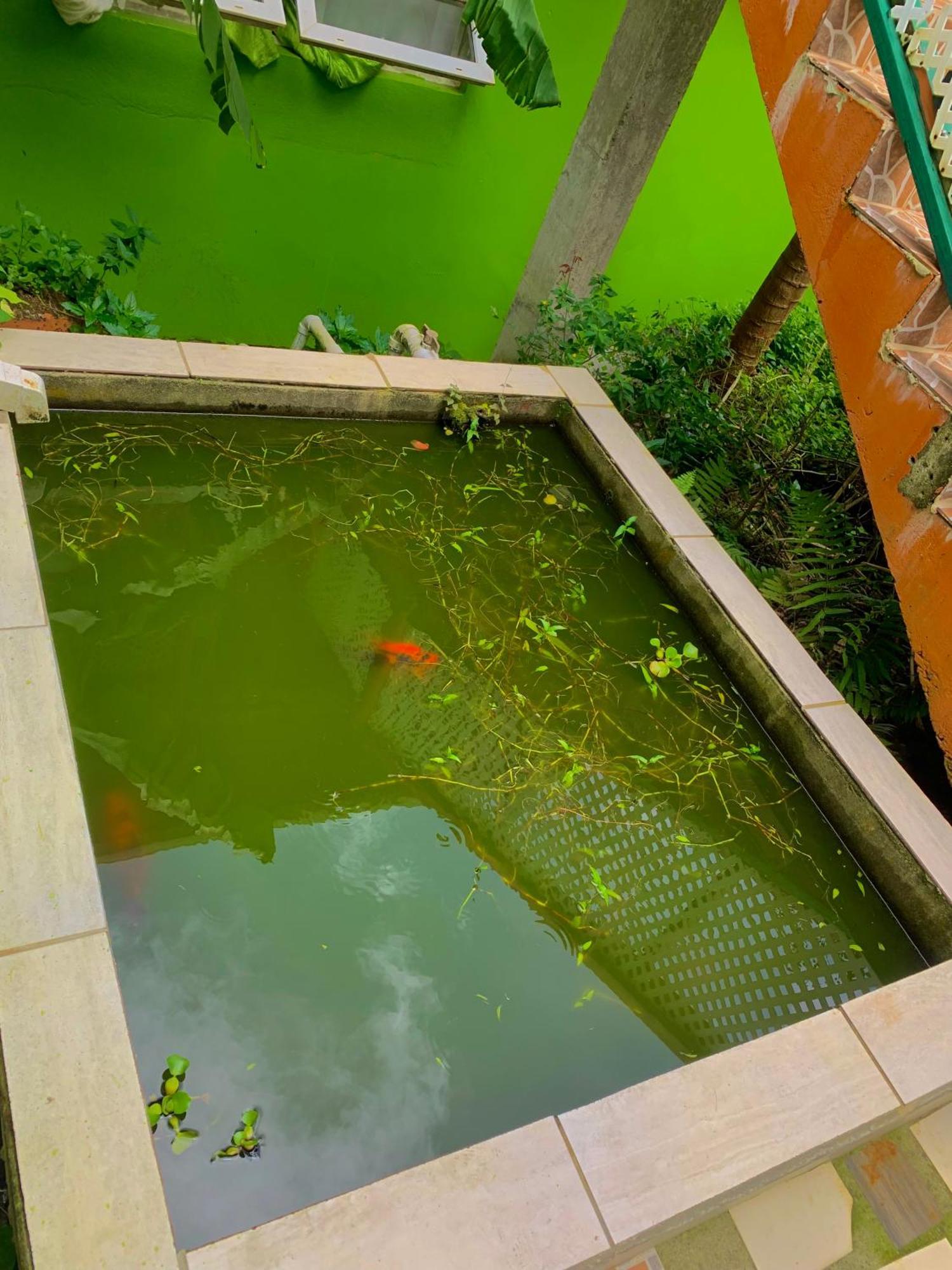 Le Petit Paradis Roseau Zewnętrze zdjęcie